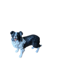 Border Collie – Papo