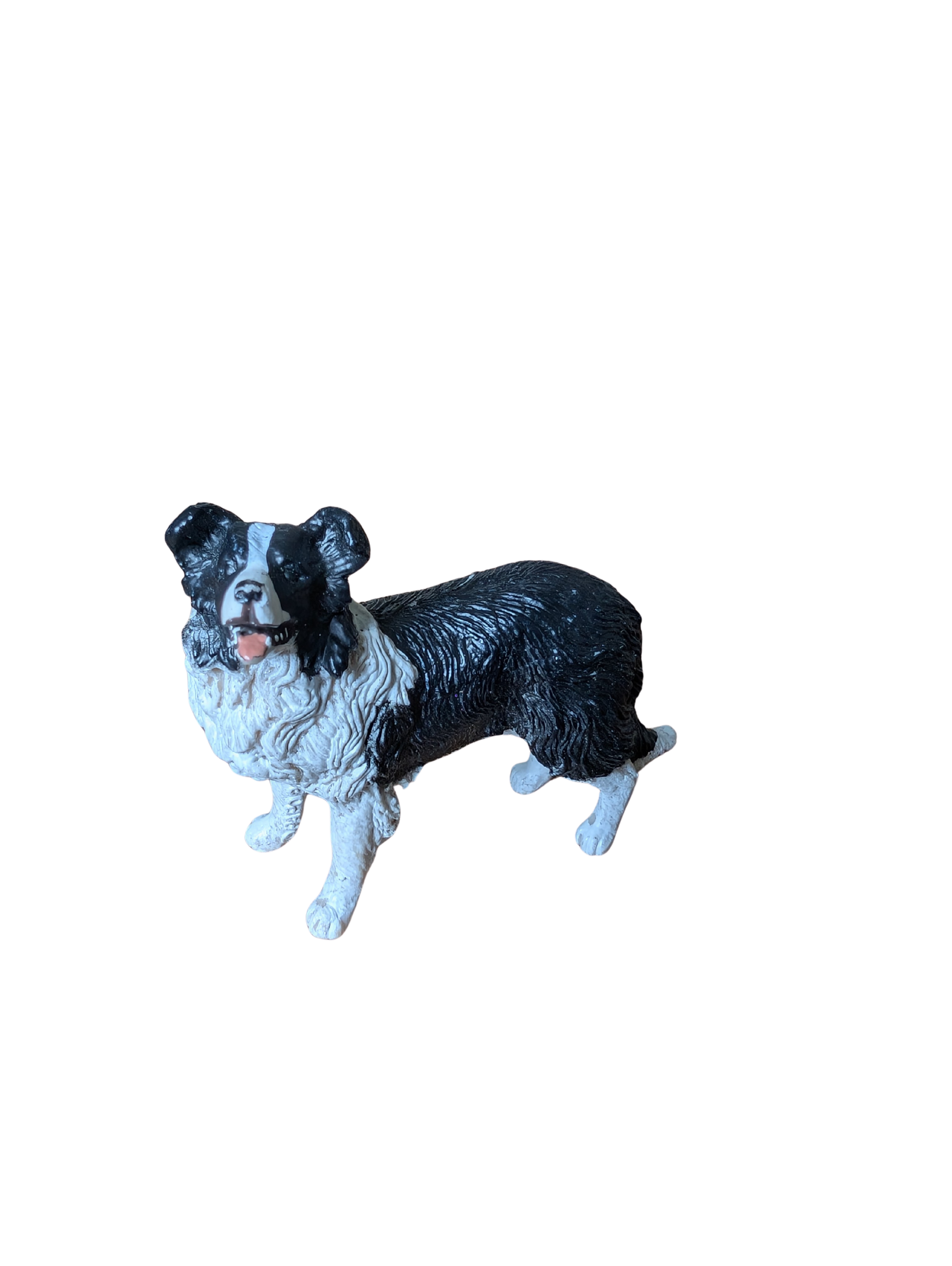 Border Collie – Papo